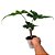 Alocasia Jacklyn - 30/40cm - Imagem 3