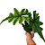 Alocasia Jacklyn - 30/40cm - Imagem 2