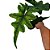Alocasia Jacklyn - 30/40cm - Imagem 1