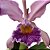 Orquídea Cattleya Whitei coerulea - AD - Imagem 2