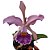 Orquídea Cattleya Whitei coerulea - AD - Imagem 1
