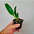 Orquídea Blc. Chia Lin - 10 Centímetros - Imagem 2
