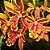 Orquídea Epicattleya Volcano Trick - 10cm - Imagem 2