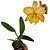 Orquídea Blc. Gisele bündchen - 10 Centímetros - Imagem 1