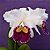 Orquídea Blc. Sheila Lauterbach - AD - Imagem 1