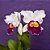 Orquídea Blc. Sheila Lauterbach - AD - Imagem 2