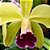 Orquídea Lc. Cuiseag Manka en - Adulta - Imagem 2