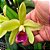 Orquídea Lc. Cuiseag Manka en - Adulta - Imagem 1