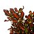 Planta Coprosma (Planta espelho) - 25cm - Imagem 3