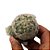 Cacto Mammillaria plumosa - Imagem 3