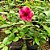 Planta Alamanda vinho - Imagem 3