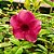 Planta Alamanda vinho - Imagem 2