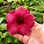 Planta Alamanda vinho - Imagem 1