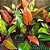 Philodendron Red Sun - Imagem 1
