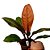 Philodendron Red Sun - Imagem 2