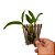 Orquídea Dendrobium atroviolaceum - NBS - Imagem 3
