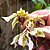 Orquídea Dendrobium atroviolaceum - NBS - Imagem 2