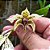 Orquídea Dendrobium atroviolaceum - NBS - Imagem 1