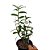 Orquídea Dendrobium mutabile - Ad - Imagem 3