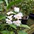 Orquídea Dendrobium mutabile - Ad - Imagem 2