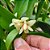Orquídea Dendrobium plicatile - Ad - Imagem 2