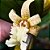 Orquídea Dendrobium plicatile - Ad - Imagem 1