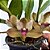 Orquídea Bifrenaria inodora - Ad - Imagem 1