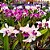 Orquídea Laelia purpurata diversas 1 unid. - Ad - Imagem 1