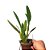 Orquídea Laelia purpurata diversas 1 unid. - Ad - Imagem 2