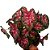 Caladium especial n.10 - 30cm - Imagem 1
