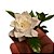 Planta Gardênia mini - 20cm - Imagem 2