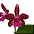 Orquídea Cattleya guttata x Lc. Suzuki purpurina - AD - Imagem 1