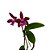 Orquídea Cattleya guttata x Lc. Suzuki purpurina - AD - Imagem 2