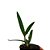 Orquídea Laelia crispilabia - Nbs - Imagem 3