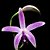 Orquídea Laelia crispilabia - Nbs - Imagem 1