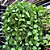 Planta Dischidia imbricata - Imagem 2
