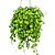 Planta Dischidia imbricata - Imagem 1