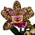 Orquídea Cattleya Pão de açucar x Corcovado - AD - Imagem 1