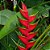 Planta Helicônia bihai - 50cm - Imagem 1