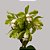 Orquídea Cattleya guttata "Alba" - Ad - Imagem 2