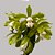 Orquídea Cattleya guttata "Alba" - Ad - Imagem 1