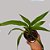 Orquídea Peristeria elata - 20cm - Imagem 4