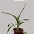 Orquídea Peristeria elata - 20cm - Imagem 3
