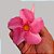 Trepadeira Dipladênia Rosa Gigante - Imagem 2