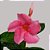 Trepadeira Dipladênia Rosa Gigante - Imagem 1