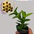 Suculenta Hoya densifolia - Flor de Cera - Imagem 1