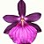 Orquídea Miltonia moreliana - Ad - Imagem 2