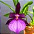 Orquídea Miltonia moreliana - Ad - Imagem 1