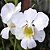 Orquídea Papilionanthe teres alba - 20cm - Imagem 1
