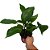 Lírio do Amazonas -  (Eucharis grandiflora) - Imagem 2
